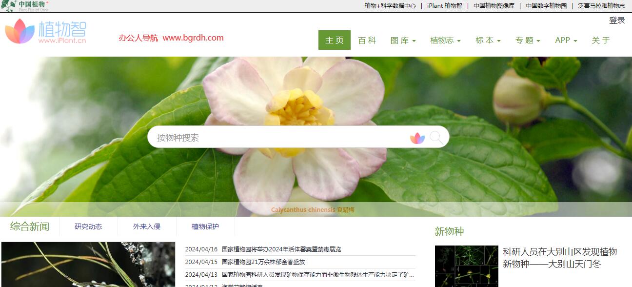 iPlant植物智插圖