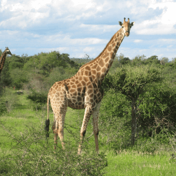 文件對比工具插圖3