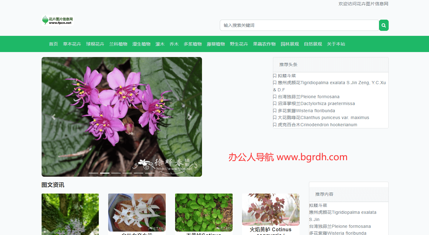 花卉圖片網插圖